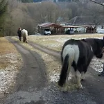 Vrba *
