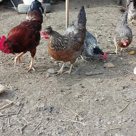 Vrba *